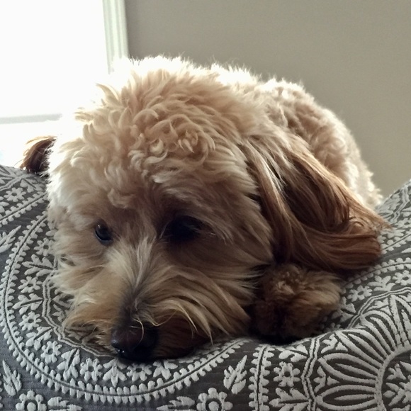 Meet your Posher, Kristin - Picture 1 of 1